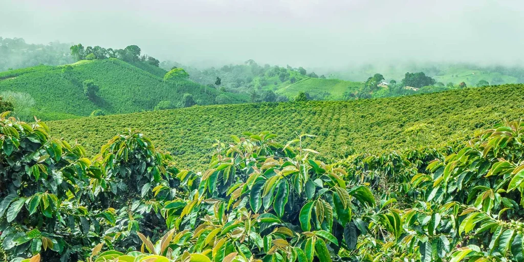 organic vs non organic coffee