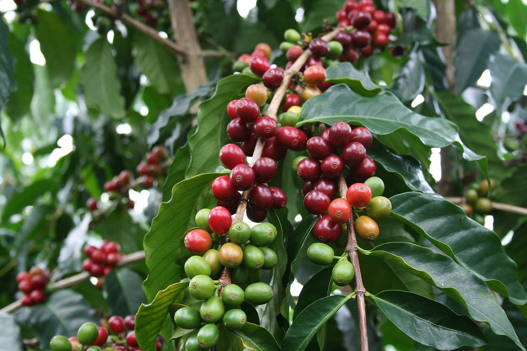 what is specialty coffee