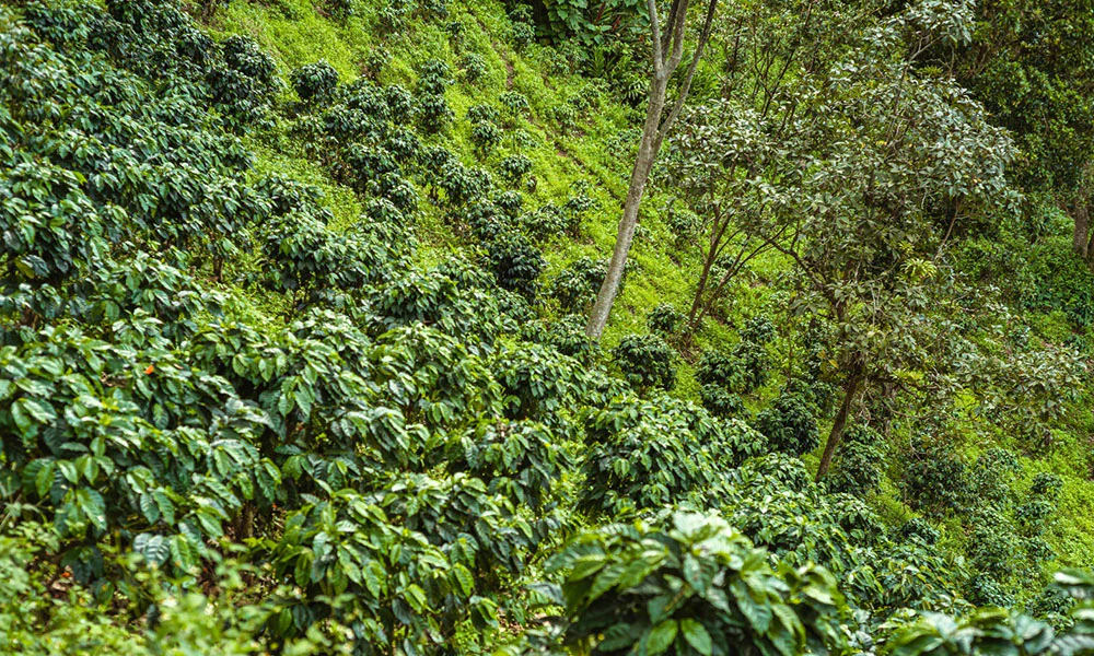 Specialty Coffee Scarcity